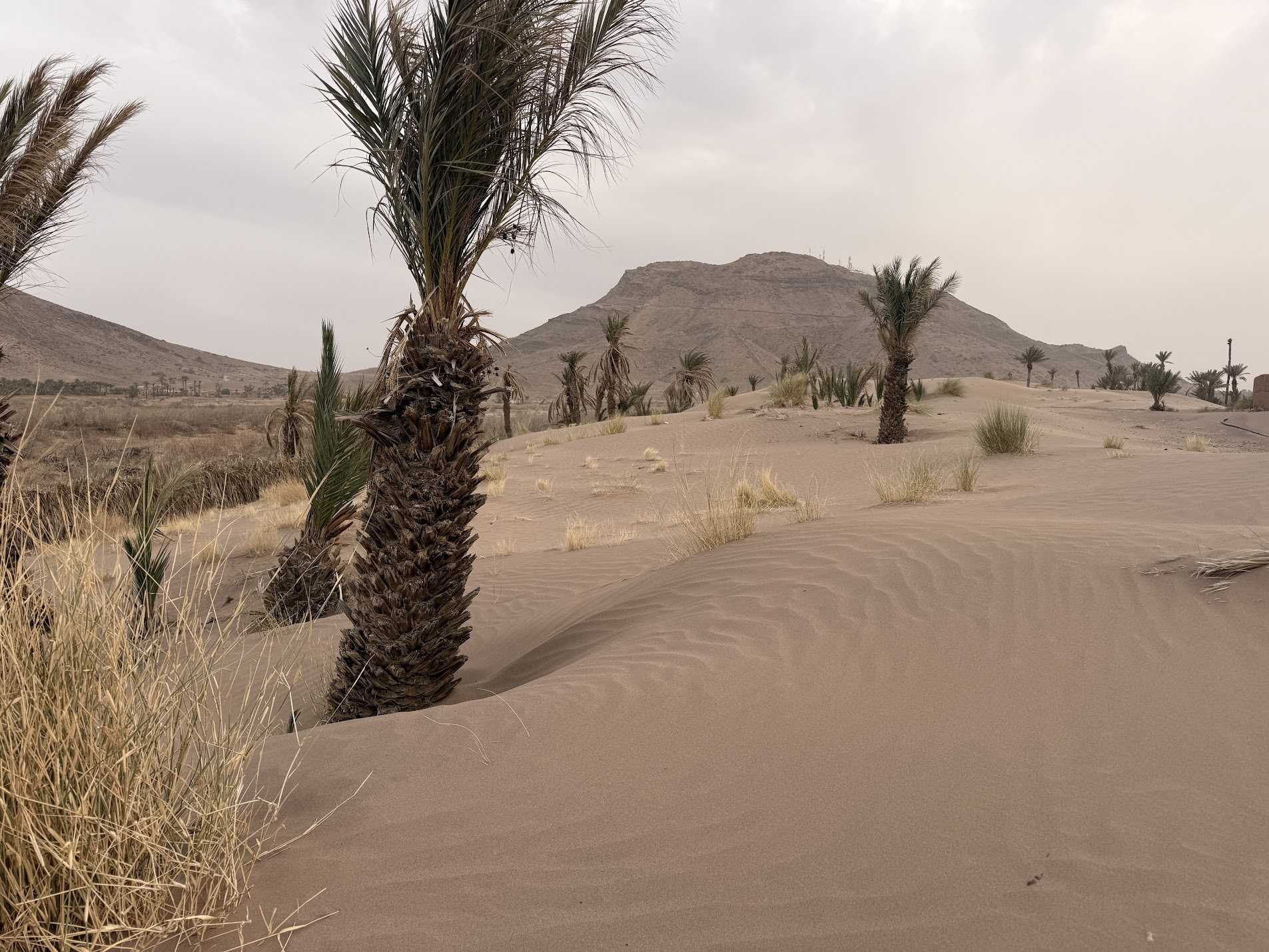 Sahara dunes beyond M'hamid el Ghizlane near Zagora in southern Morocco